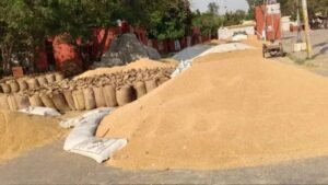 पंजाब में गेहूं खरीद ने 100 लाख मीट्रिक टन का आंकड़ा किया पार, 21 हजार करोड़ से ज्यादा का भुगतान जारी