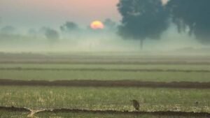 पंजाब में बारिश को लेकर मौसम विभाग का अपडेट, 5 नवंबर तक मौसम रहेगा शुष्क